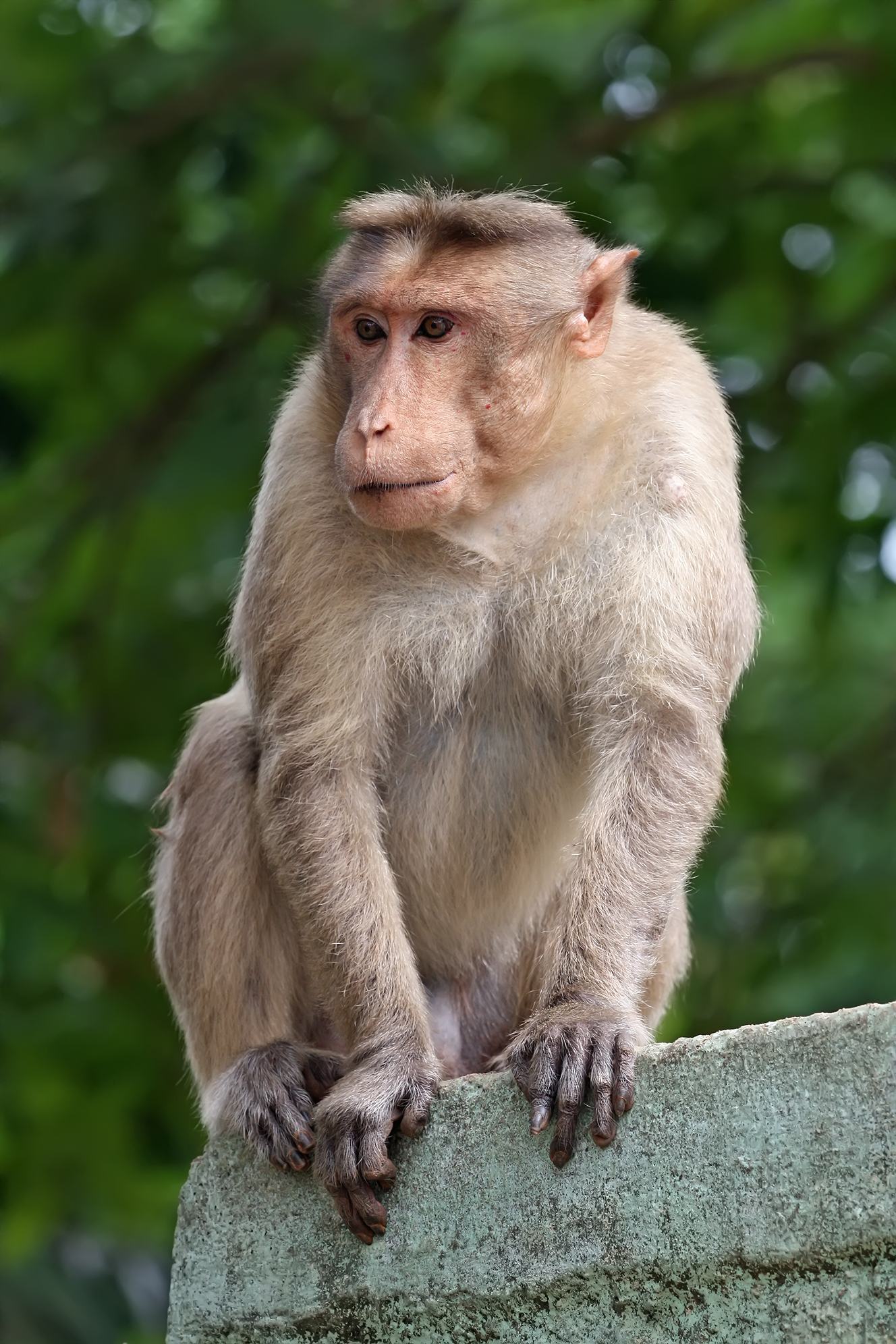 Hãy chiêm ngưỡng hình ảnh một con khỉ đẹp nhất từng được chụp lại. Với bộ lông bóng loáng và ánh mắt sáng ngời, chắc chắn bạn sẽ bị mê hoặc bởi vẻ đẹp của chúng. Hãy xem và tận hưởng những khoảnh khắc tuyệt vời này!