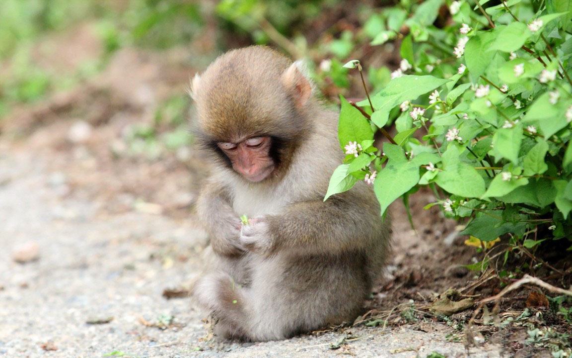 Những hình hình ảnh con cái khỉ đẹp tuyệt vời nhất - Trung Tâm Đào Tạo Việt Á
