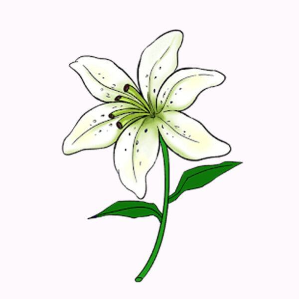 Cách vẽ hoa Ly, hoa Loa Kèn đơn giản, dễ vẽ mà đẹp - Trung Tâm Đào ...