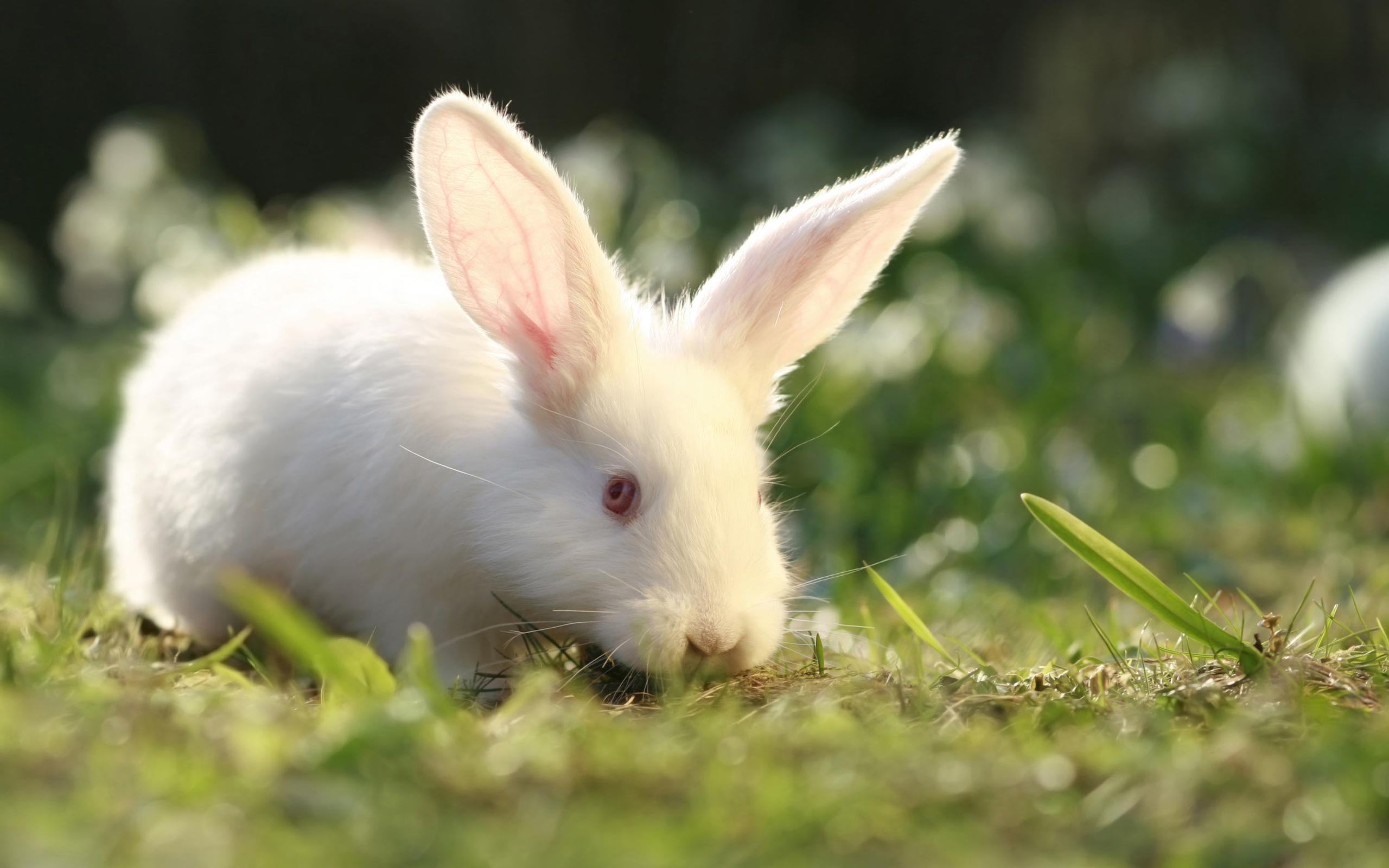 Ảnh Thỏ đẹp và dễ thương nhất