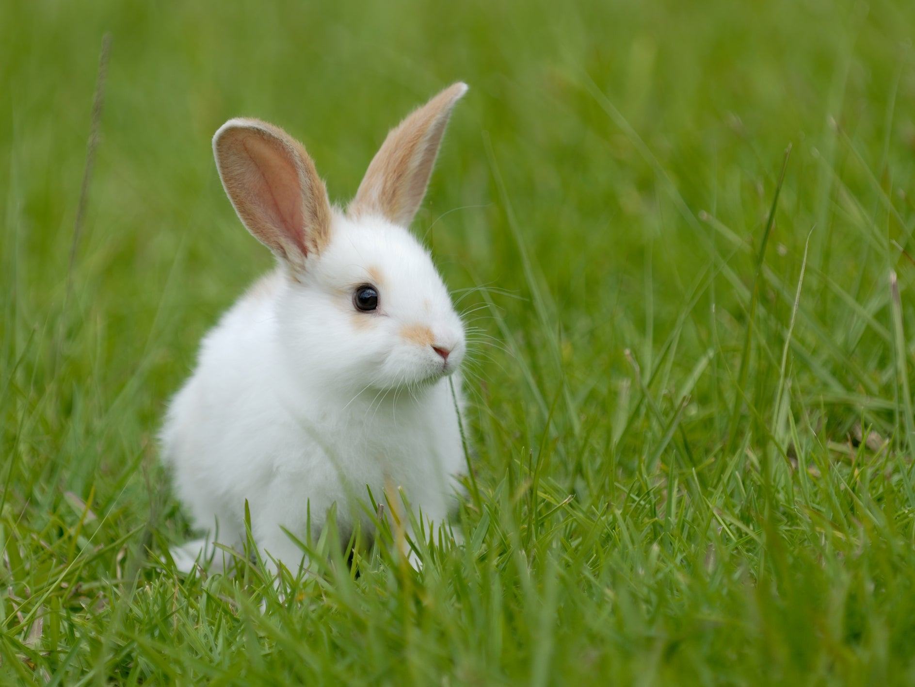 Hình ảnh con thỏ đẹp nhất