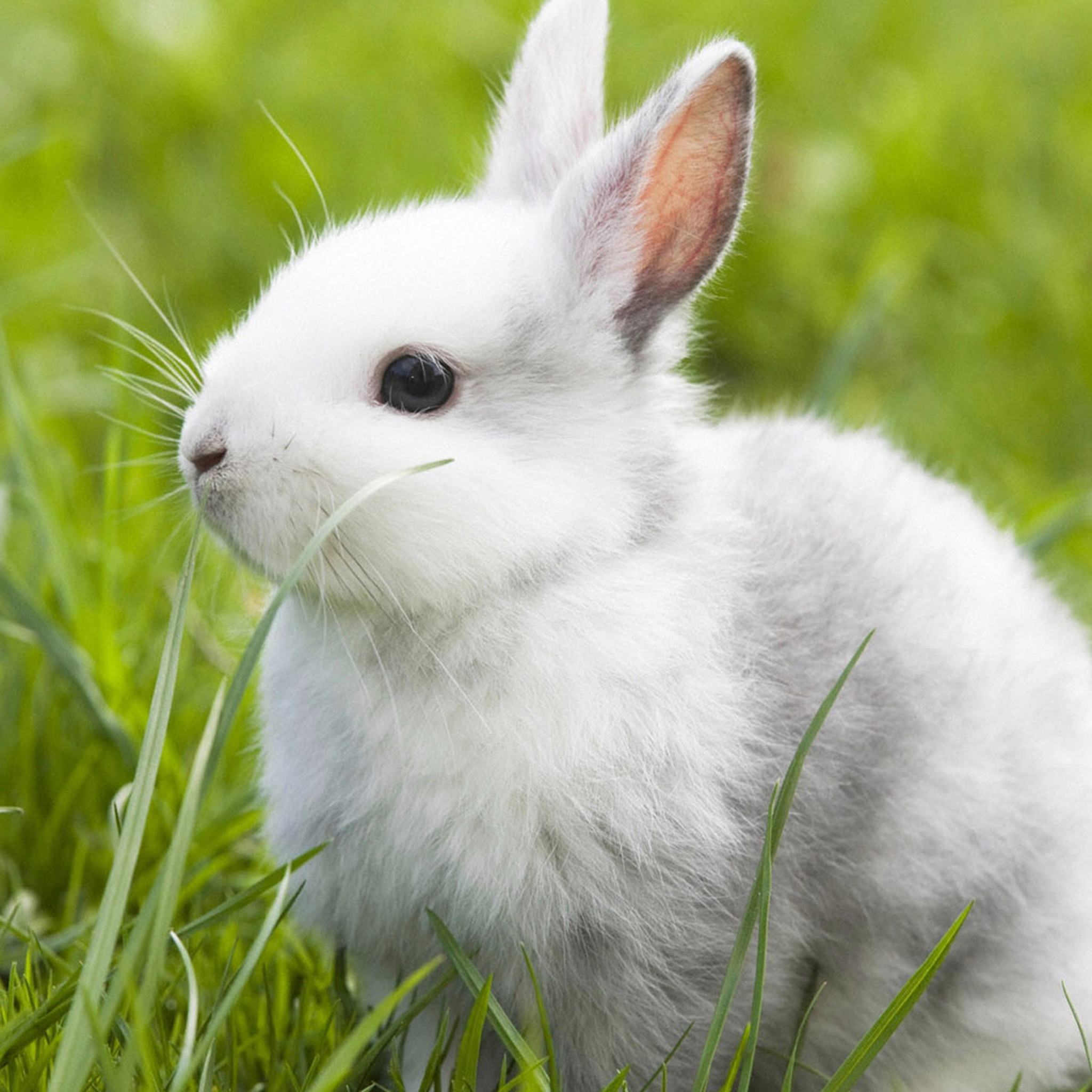 Hình ảnh chú thỏ dễ thương