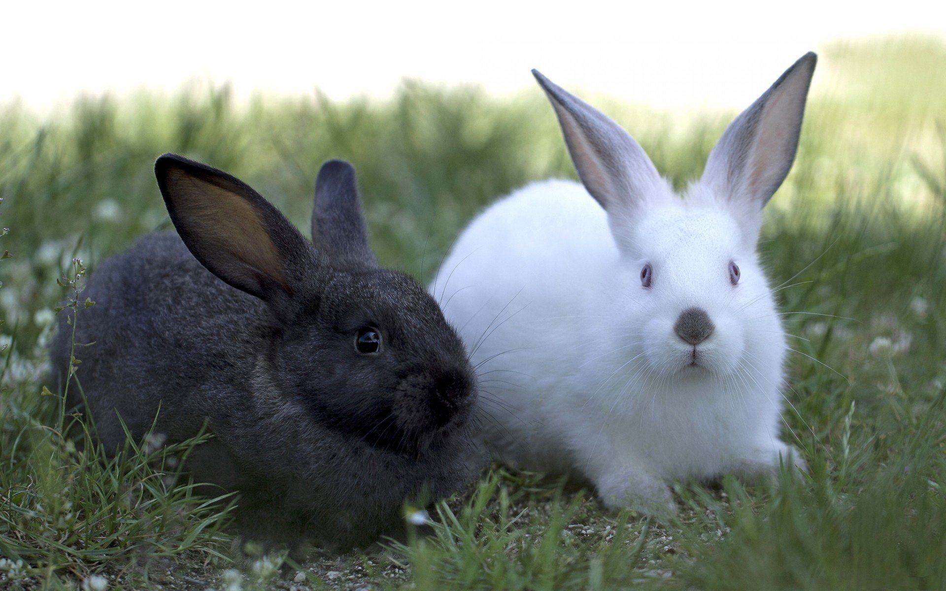 Hình ảnh hai chú thỏ dễ thương