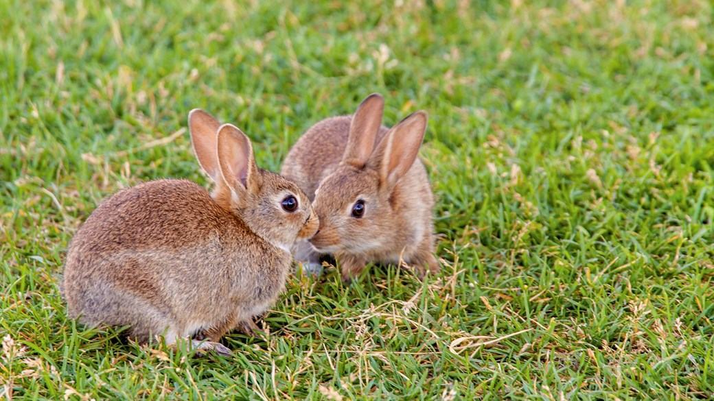 Hình ảnh hai chú Thỏ đẹp nhất