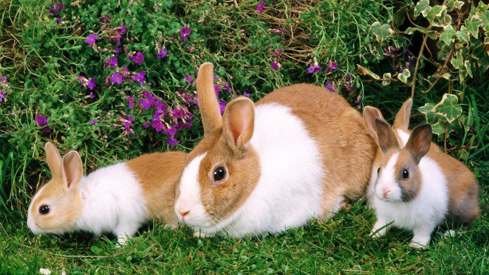 Hình ảnh những chú thỏ dễ thương