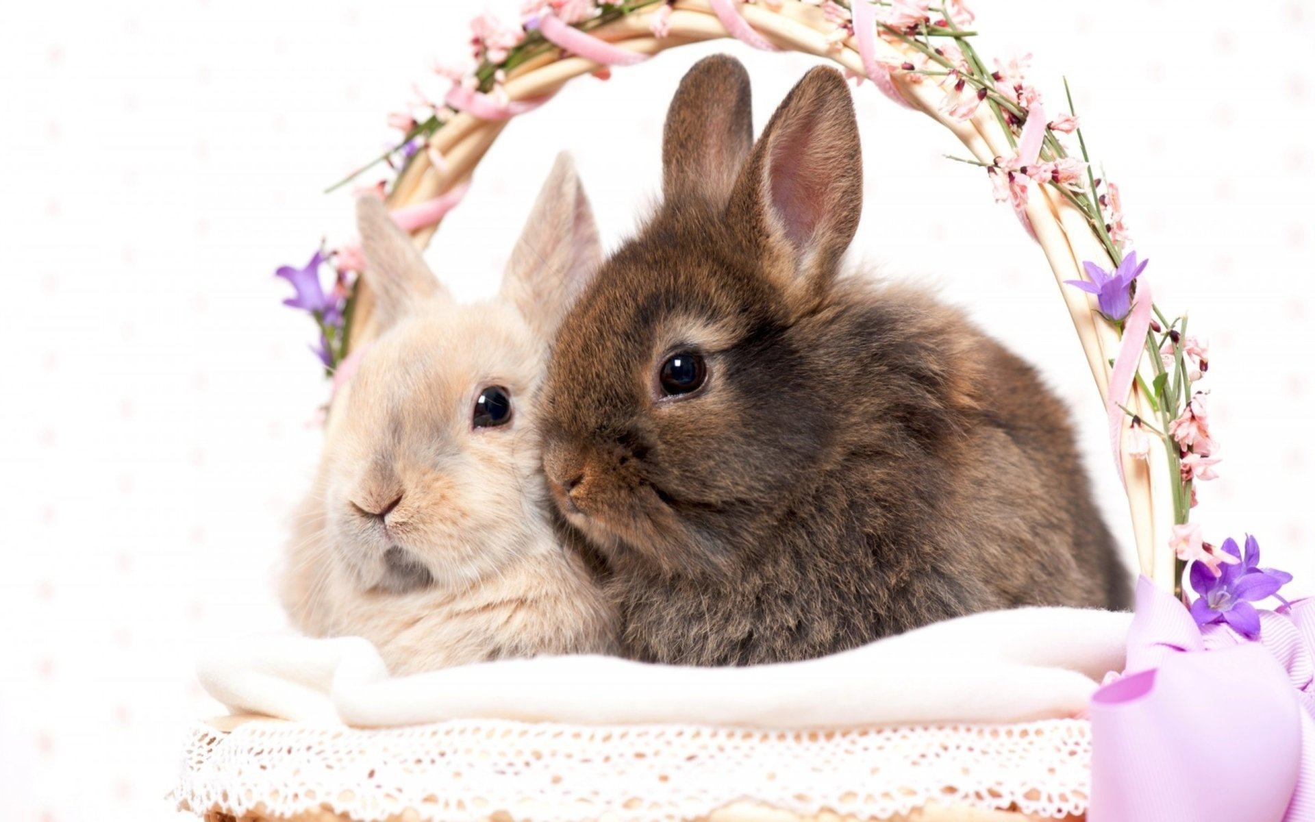 Hình ảnh những chú Thỏ dễ thương nhất