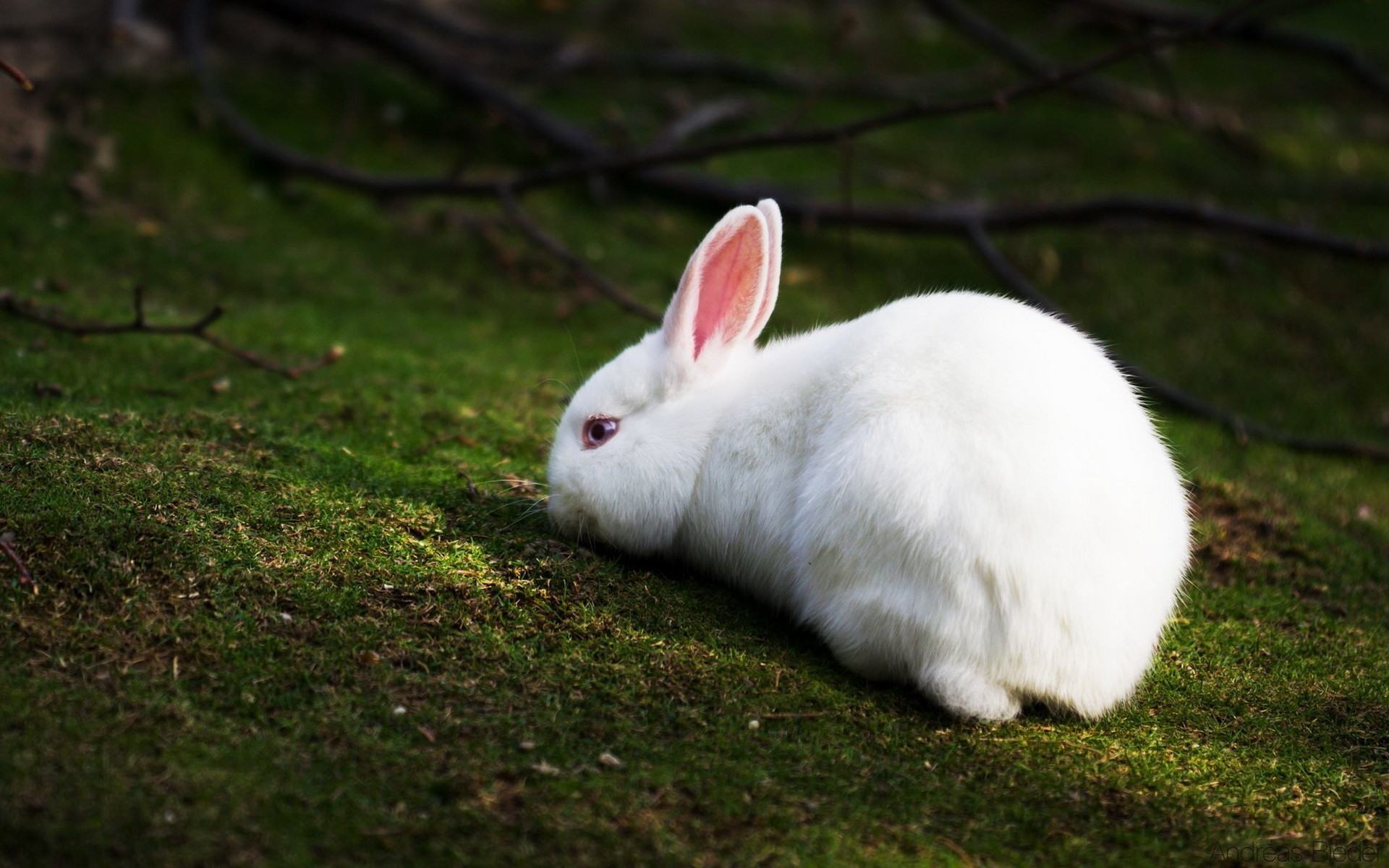 Hình ảnh con thỏ dễ thương nhất