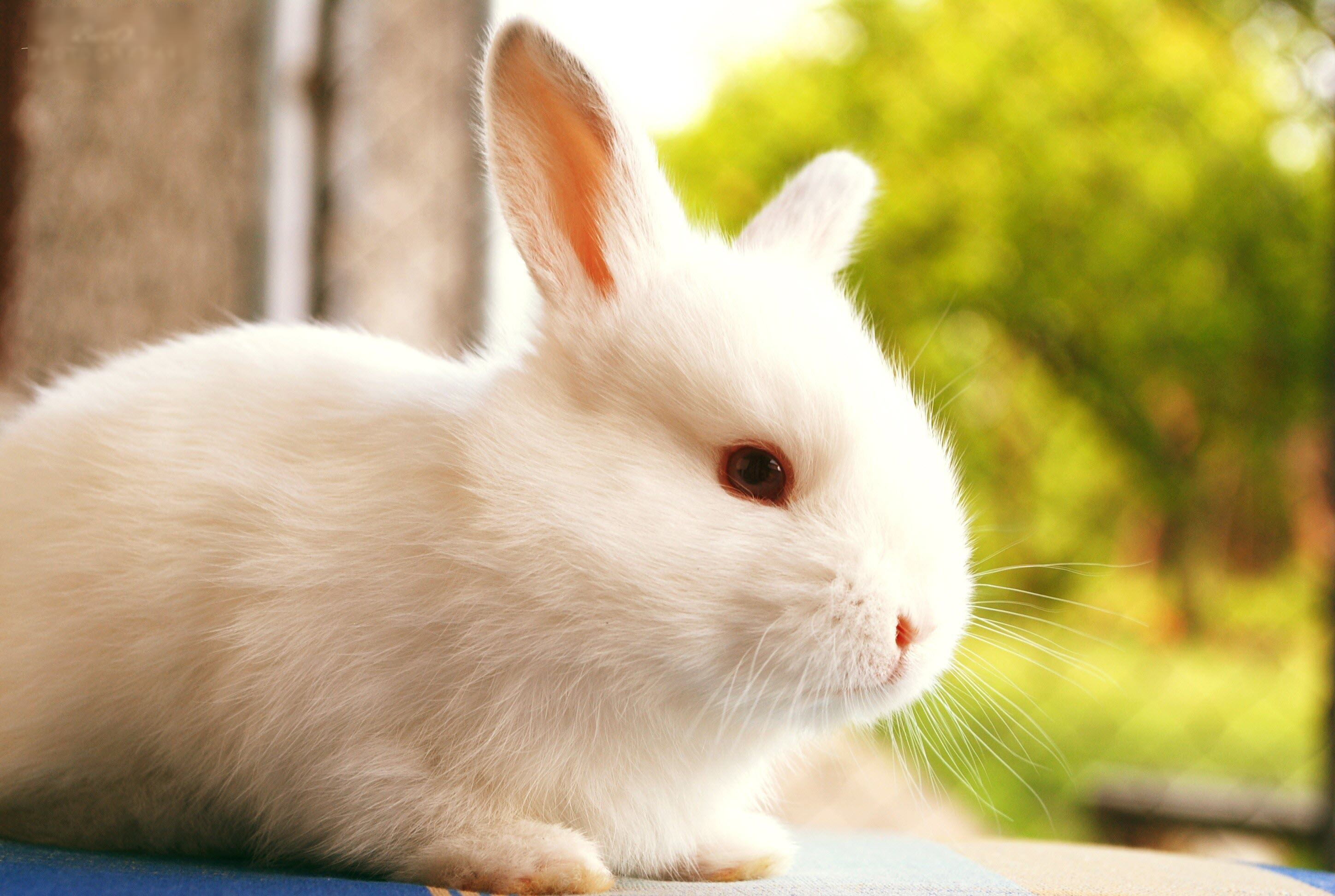 Hình ảnh con thỏ dễ thương nhất