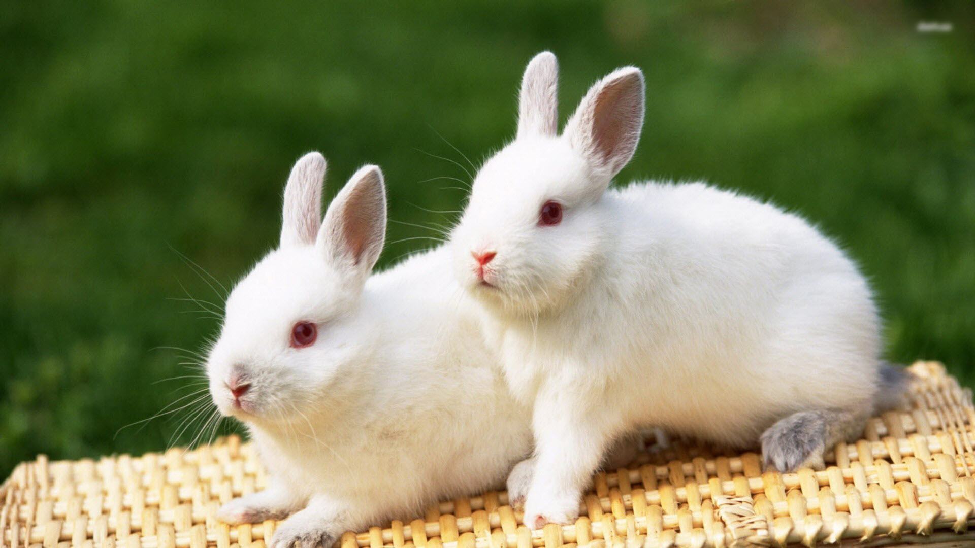 thỏ trắng đẹp nhất