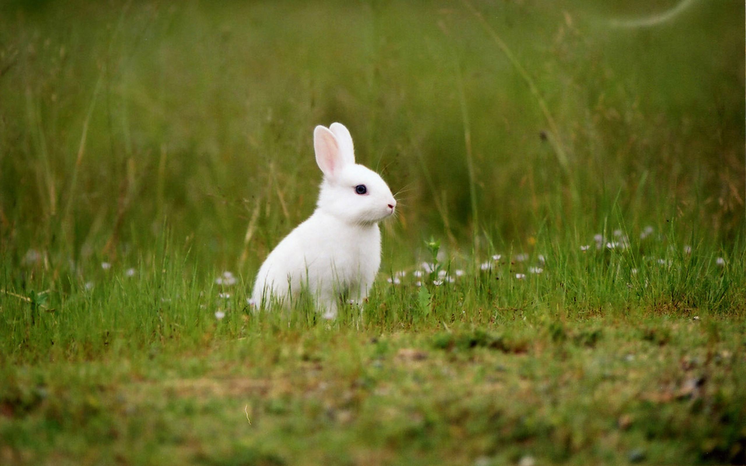 thỏ trắng dễ thương
