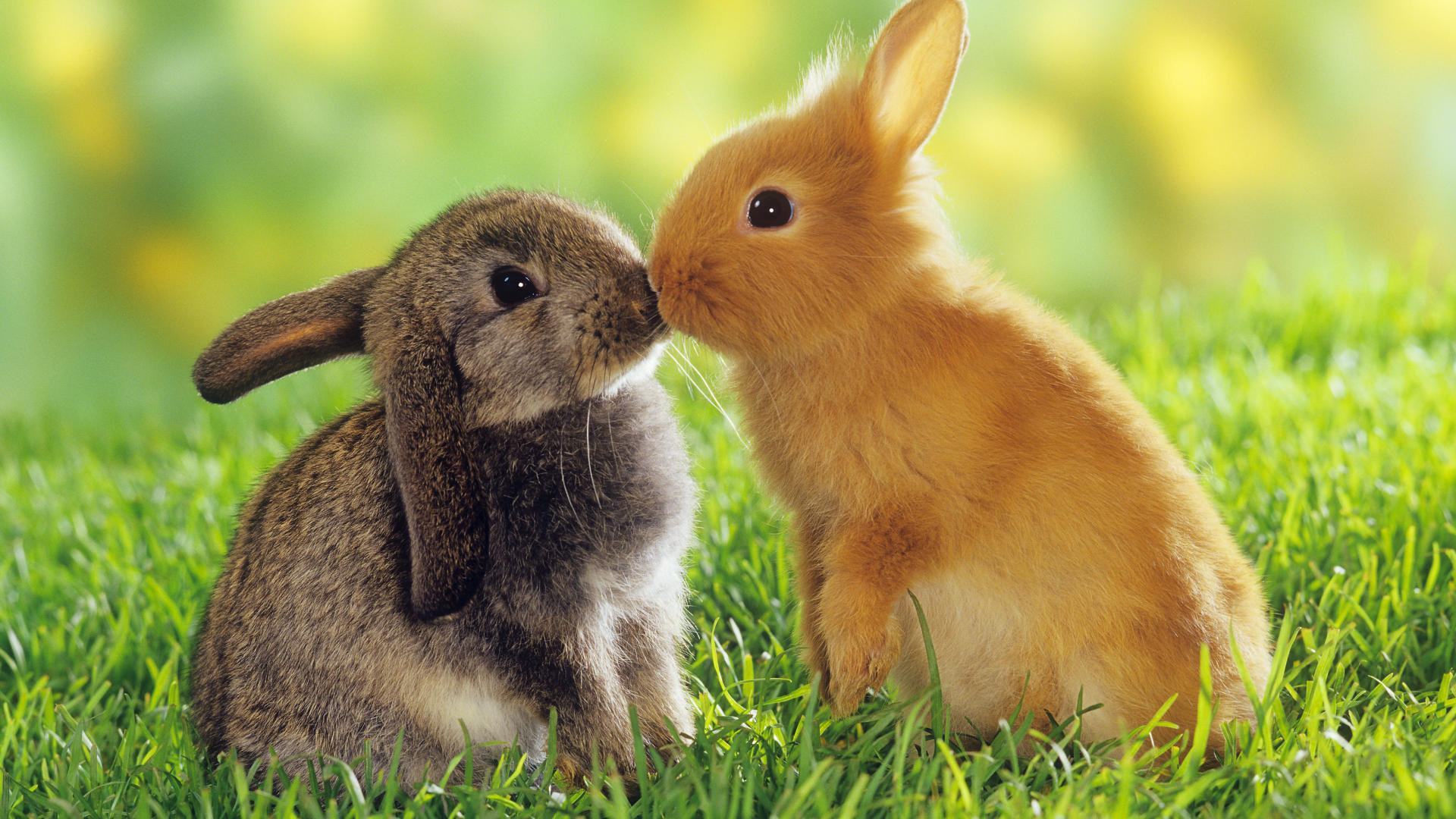 Hình ảnh con thỏ đẹp nhất, dễ thương nhất
