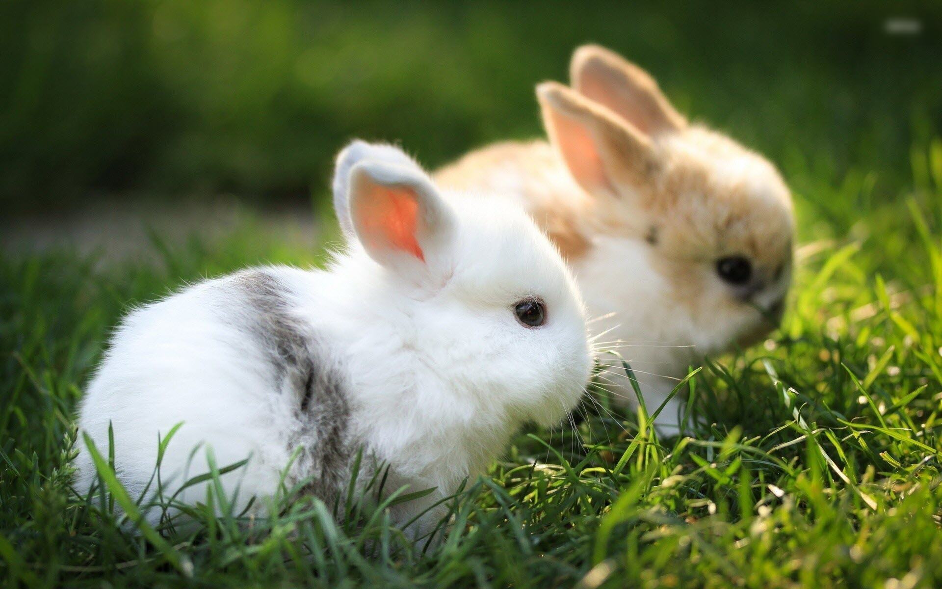 Hình ảnh những chú Thỏ đẹp nhất