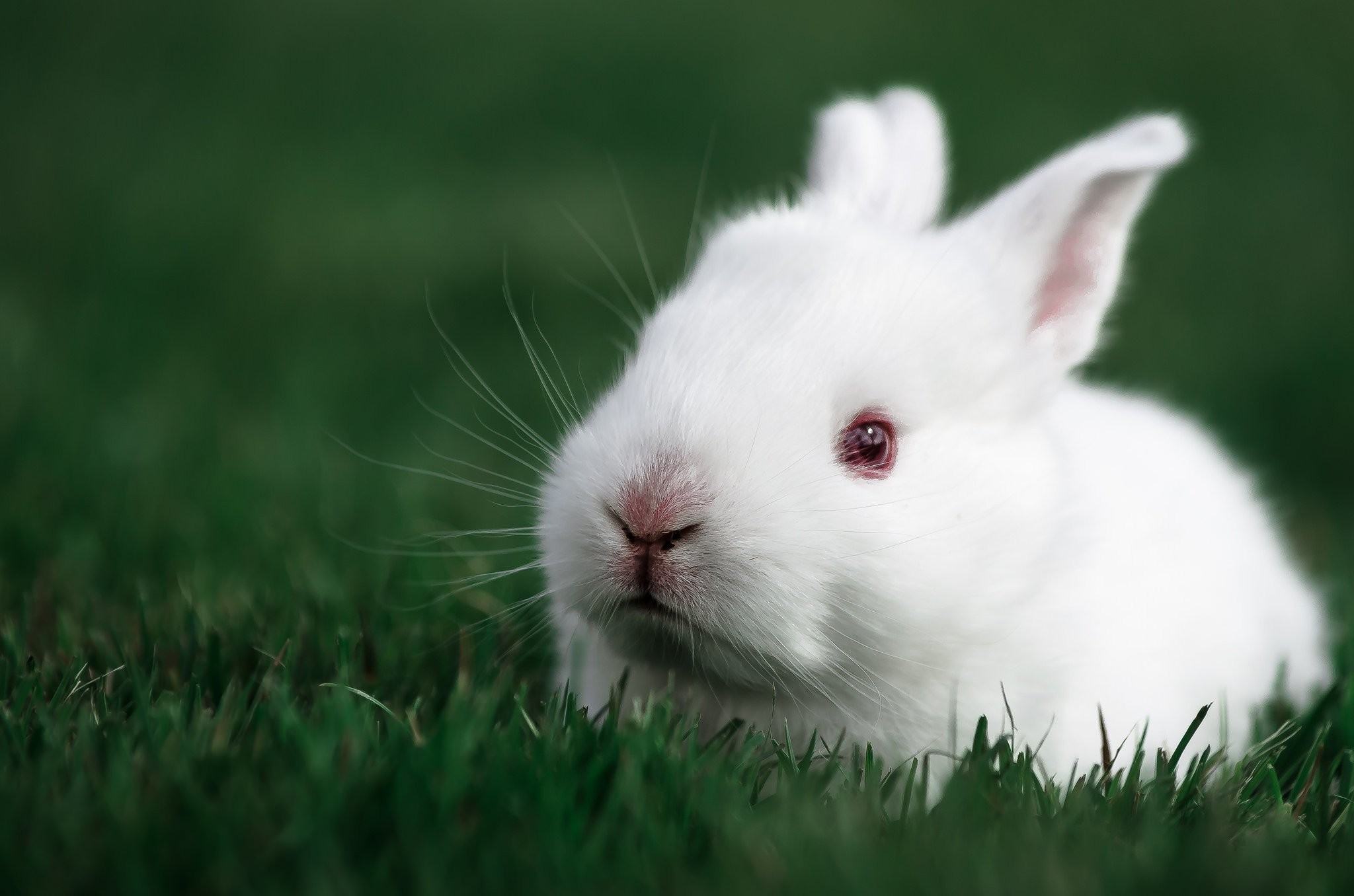 Hình nền chú thỏ dễ thương