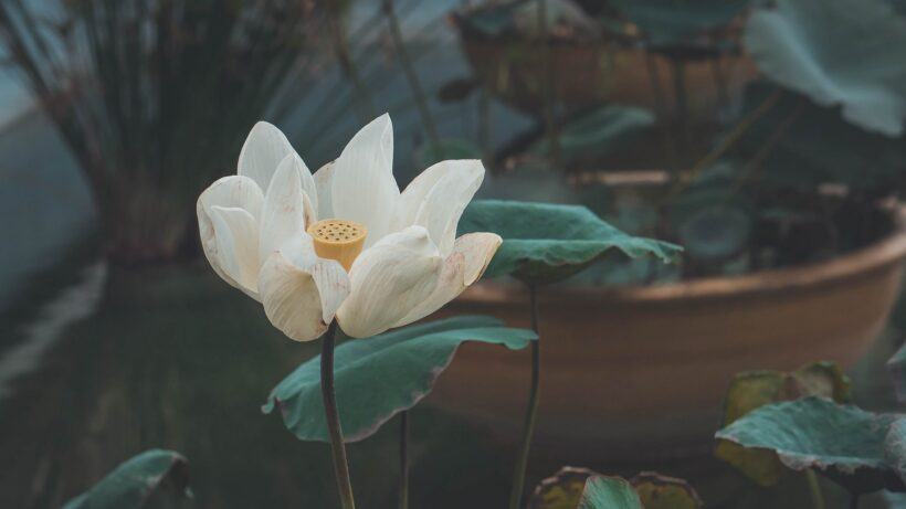Hình nền hoa sen trắng mờ đẹp