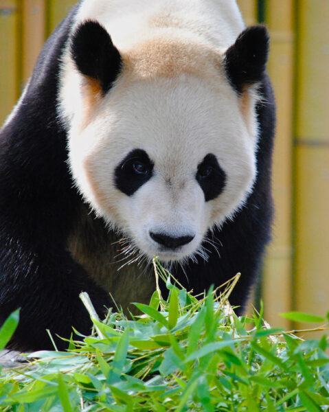 hình nền gấu trúc panda đáng yêu