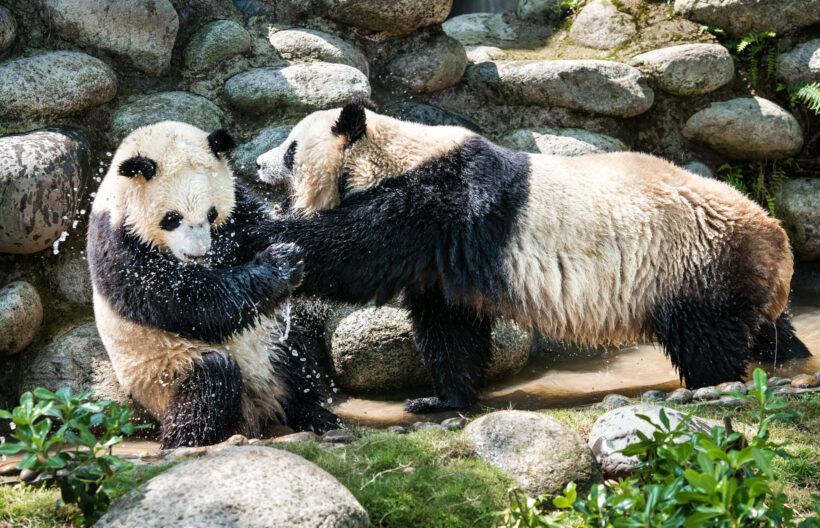 hình ảnh gấu trúc chơi với nhau