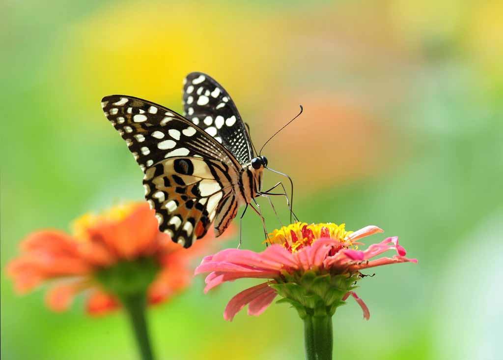 Anime bướm bướm xinh đẹp