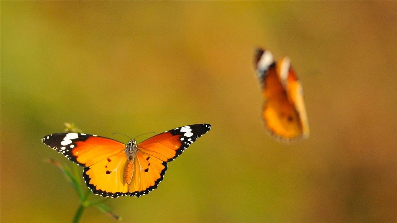 Hình ảnh con bướm Bbay tổng hợp những hình ảnh đẹp nhất