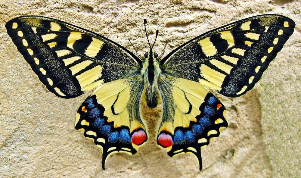 Sưu tầm bướm đẹp