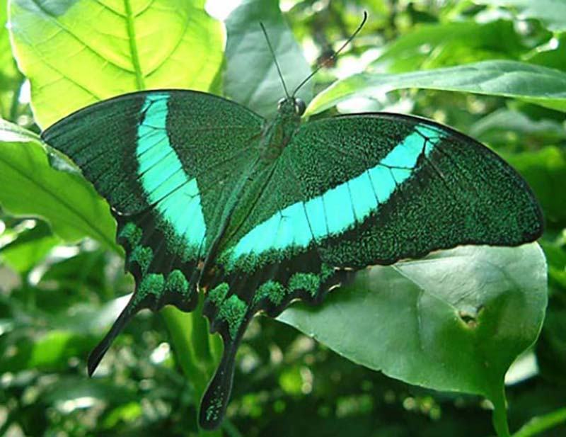 Hình ảnh con bướm xanh đẹp nhất