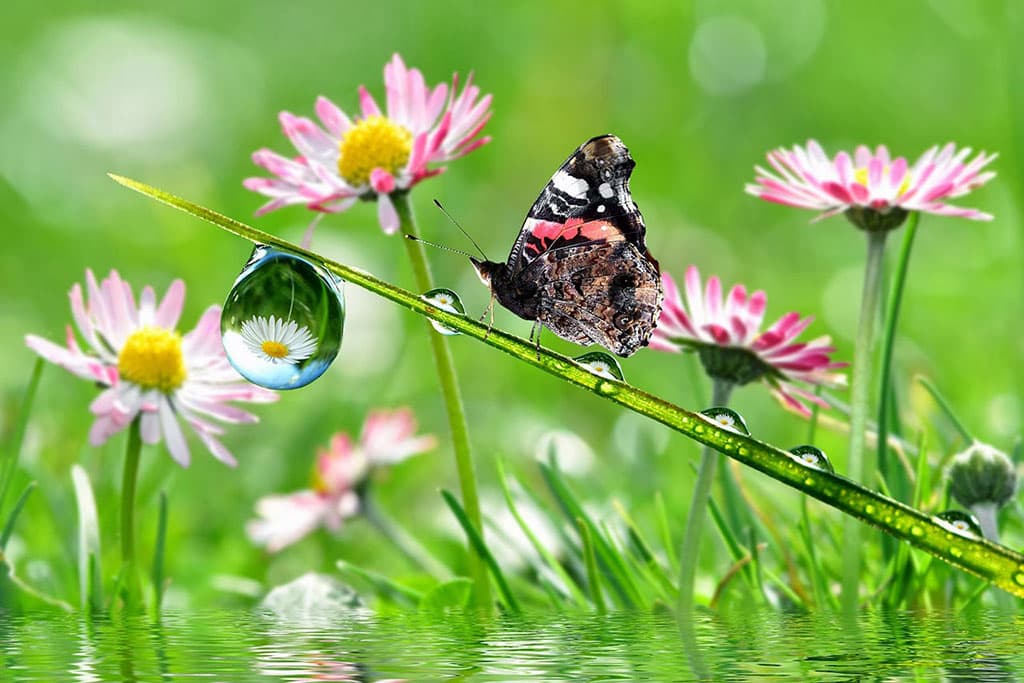 Con bướm xinh trên nhụy hoa