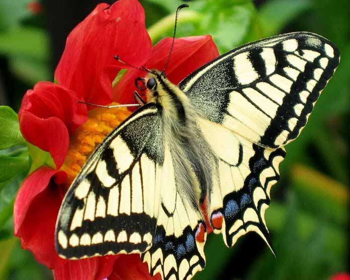 Hình ảnh bướm đậu trên hoa 