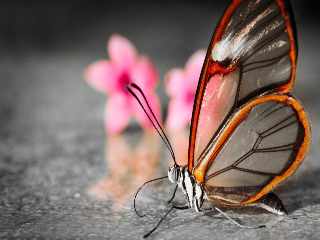 Hình nền con bướm đẹp nhất