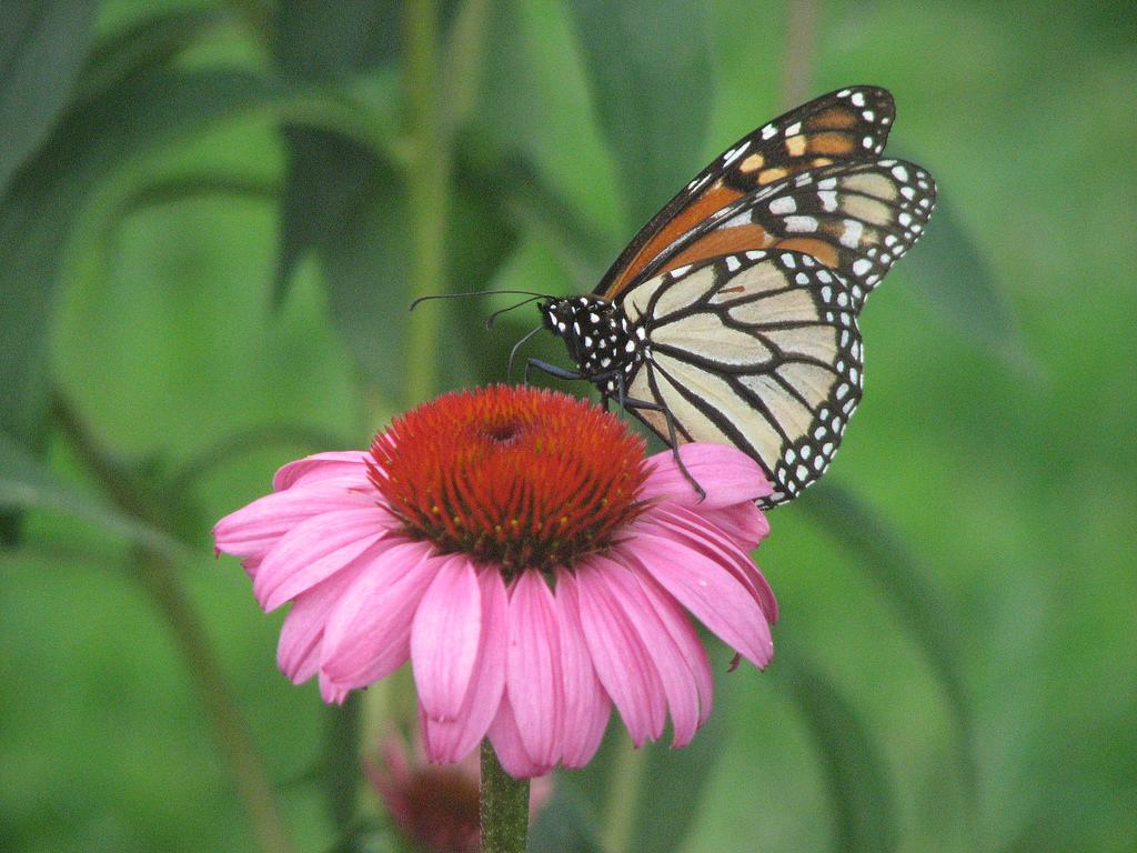 Hình ảnh những chú bướm với vẻ đẹp mong manh