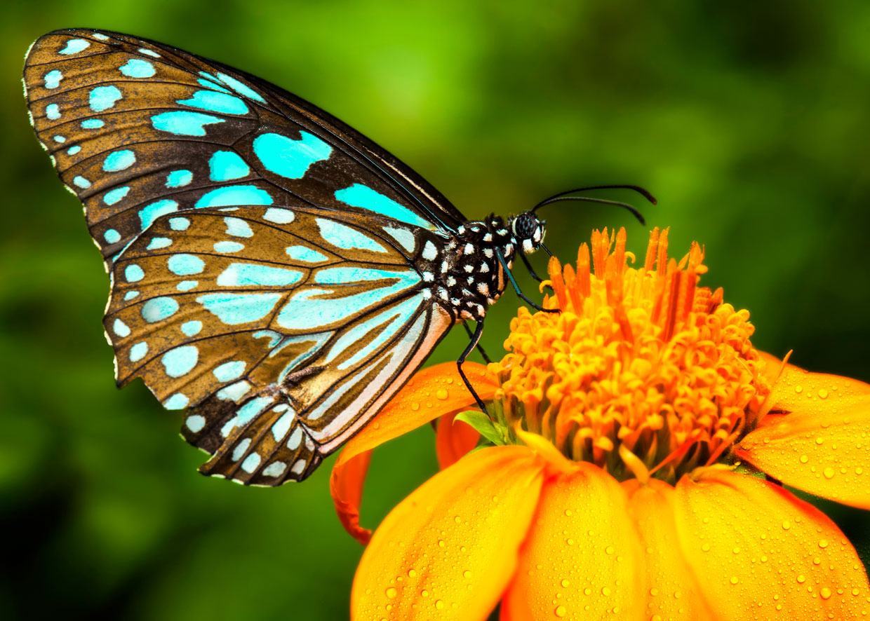 Hình nền bướm đẹp và dễ thương 