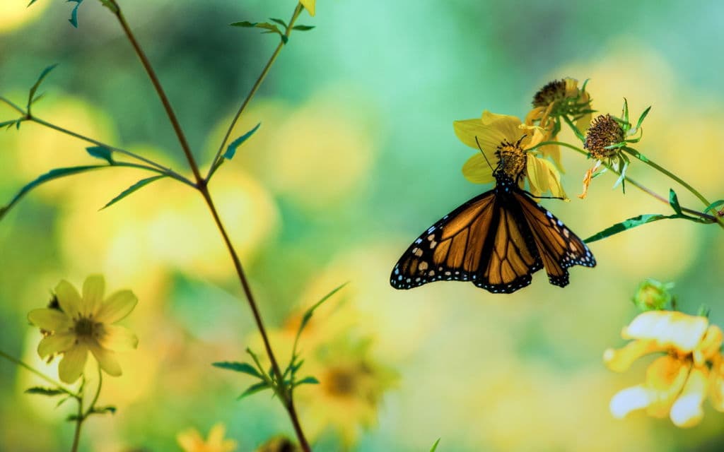 Mỗi con bướm là một linh hồn