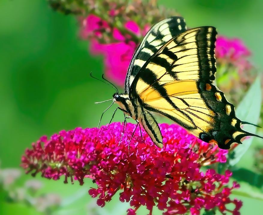 Tổng hợp hình nền bướm bay đẹp nhất