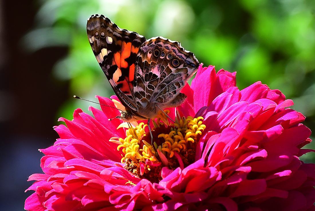 Tổng hợp hình ảnh con bướm đẹp nhất