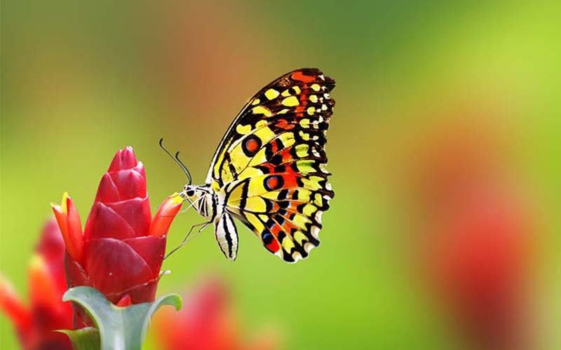 Hình ảnh con bướm đẹp nhất làm hình nền điện thoại