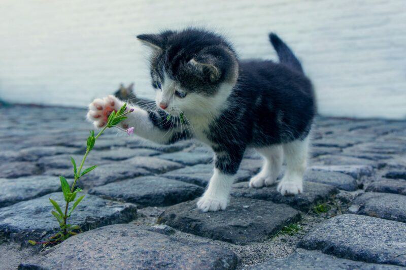 mèo dễ thương chơi với hoa
