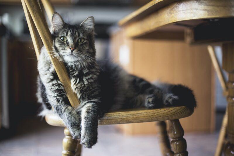 con mèo dễ thương ngồi trên ghế