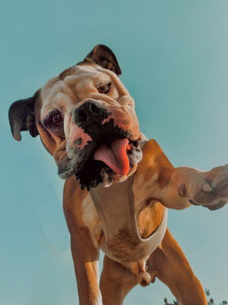 Hình ảnh chó Pitbull dễ thương