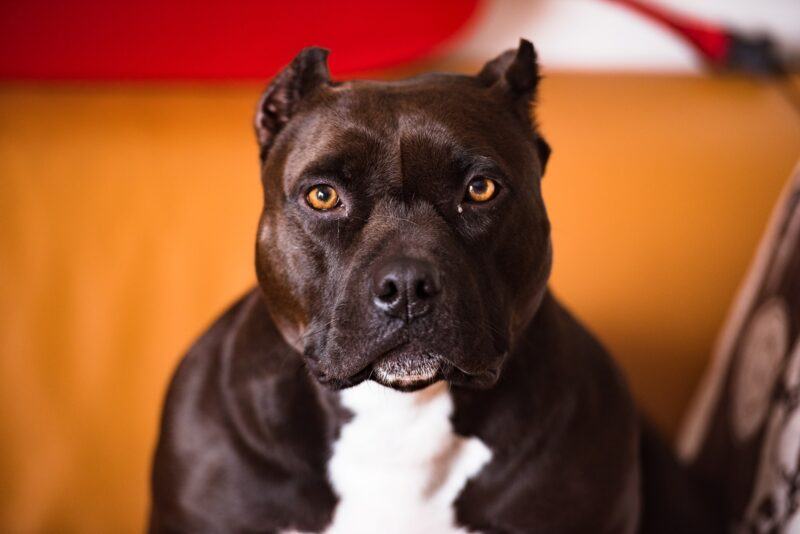Hình ảnh chó Pitbull đen