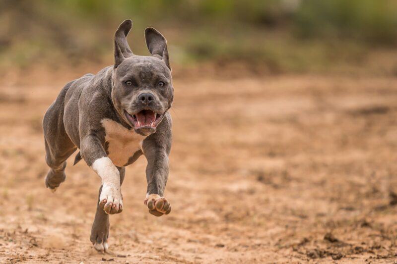 Hình ảnh chó Pitbull đang chạy
