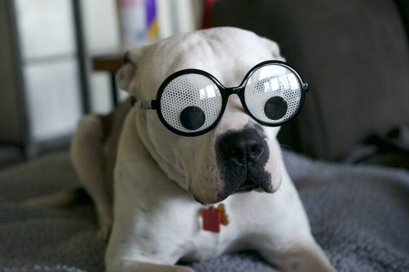 Hình ảnh chó Pitbull đeo kính