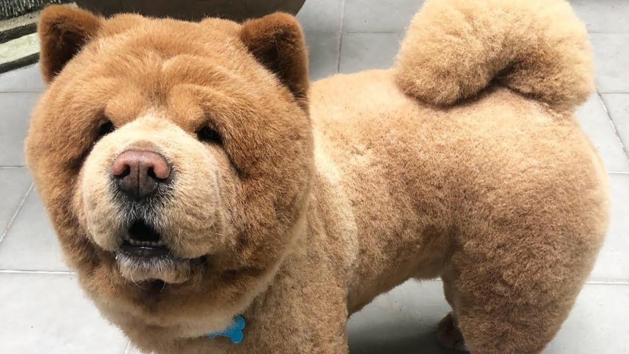 Chow chow được cắt tỉa gọn gàng