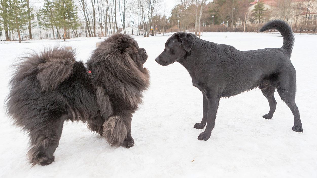 Chow chow và charbrador