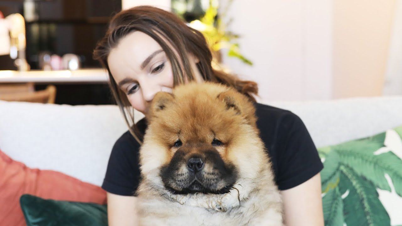 Chow chow với khuôn mặt buồn thật đẹp