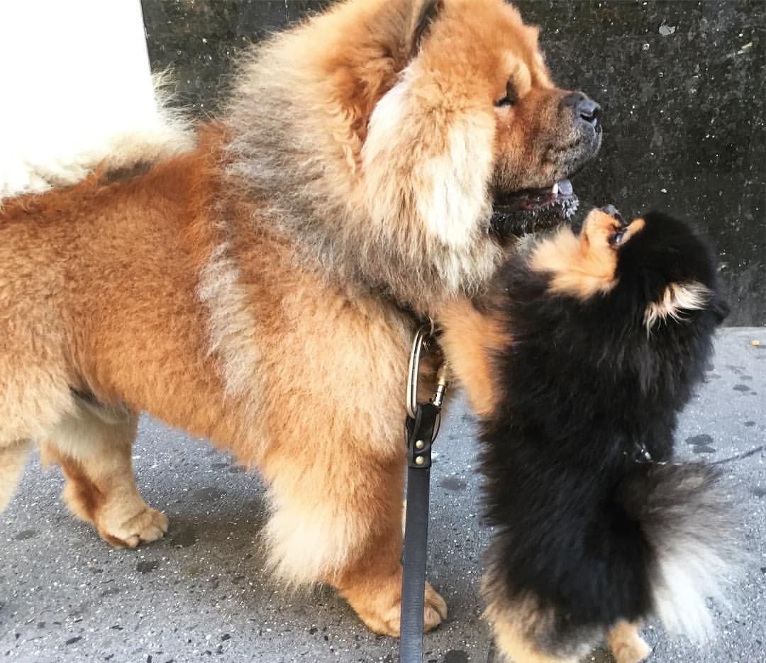 chow chow và sóc đẹp quá