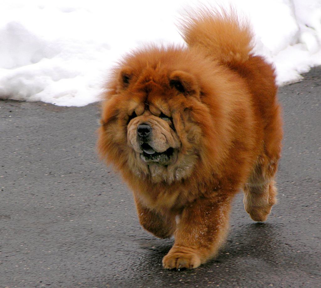 Chó poodle vàng đi dạo