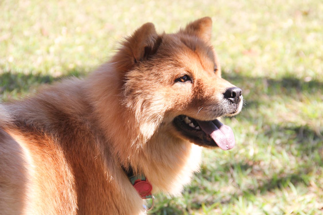 Chó lai Chow chow dưới ánh mặt trời