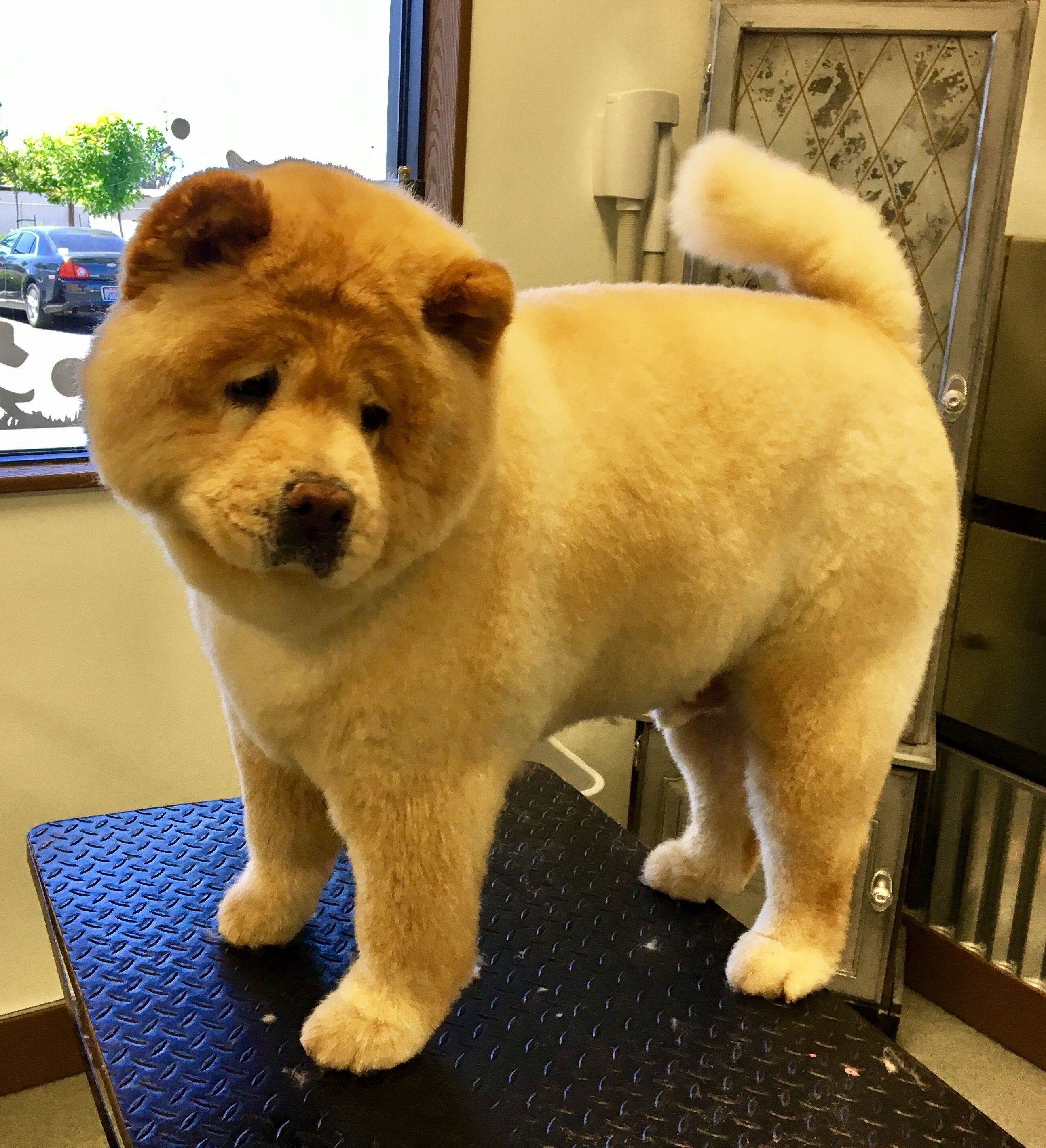 Chow chow được cắt tỉa gọn gàng