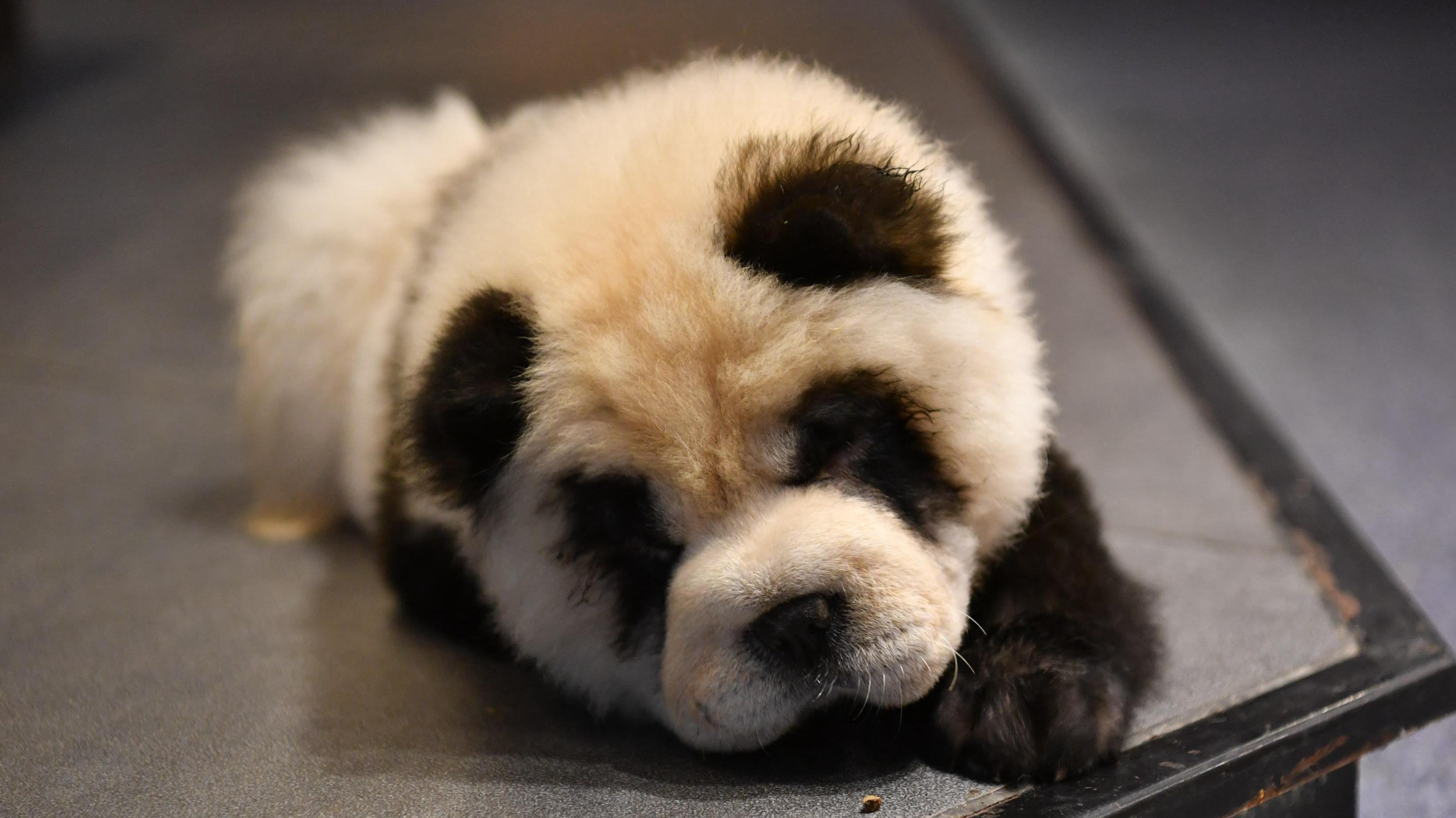 Chó Chow Chow nhuộm lông như gấu panda