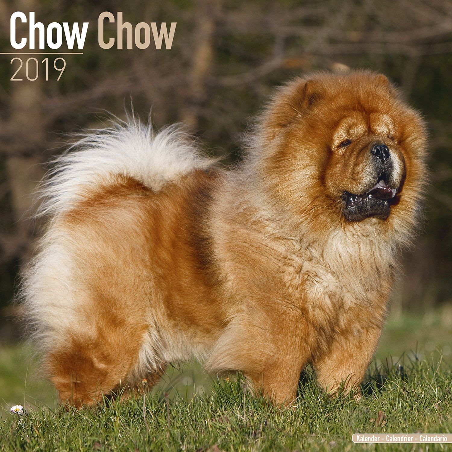 Chó chow chow màu nâu vàng cực đẹp