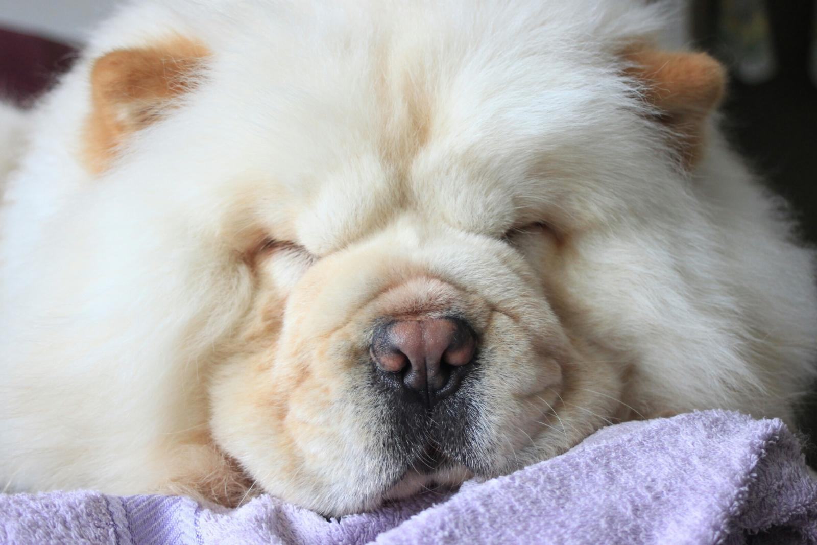 Hình ảnh chú chó chow chow đang ngủ trông thật đáng yêu