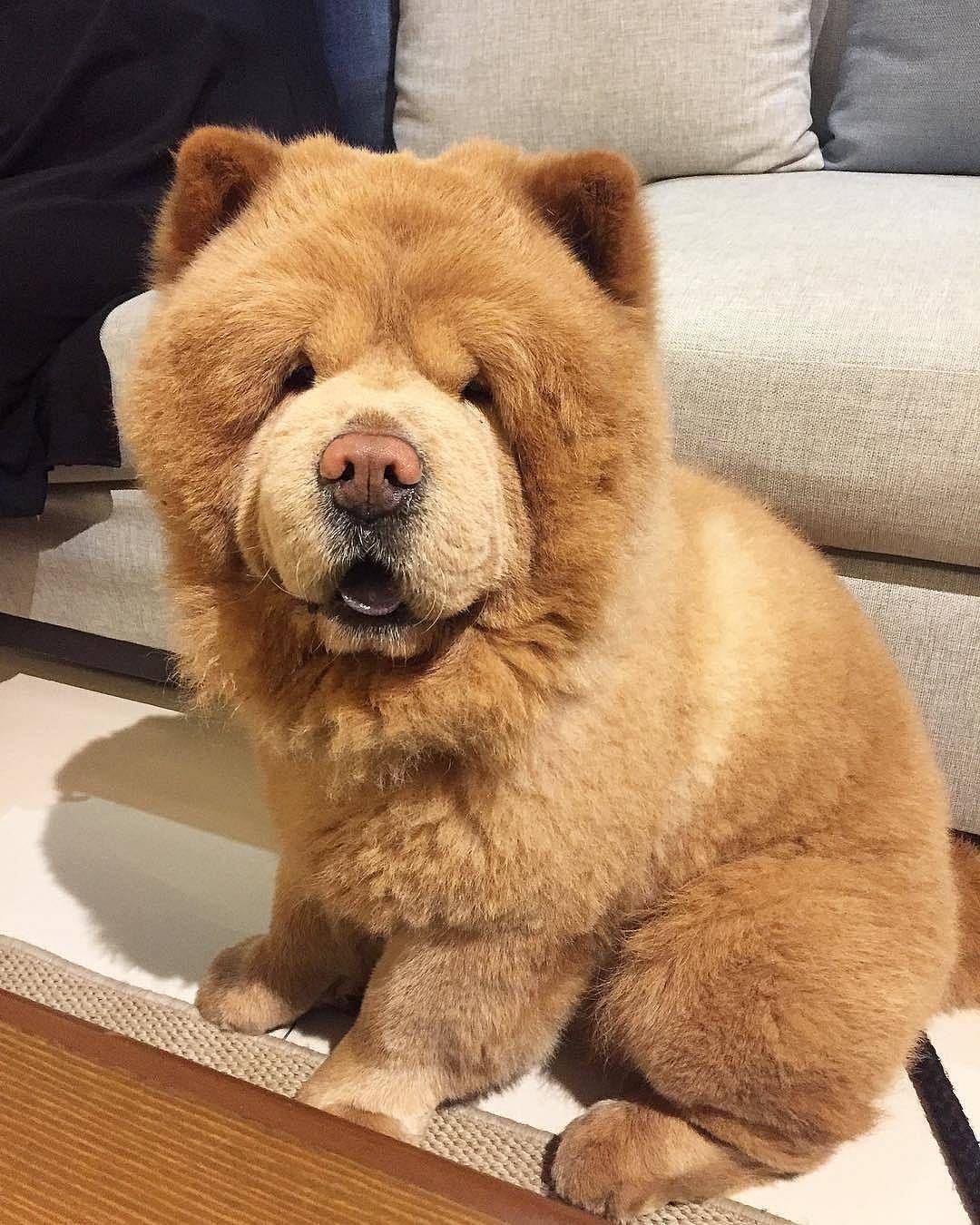 Chow chow con nuôi trong nhà